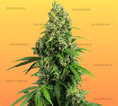 honey haze|Honey Haze Marijuana Strain Information & Reviews